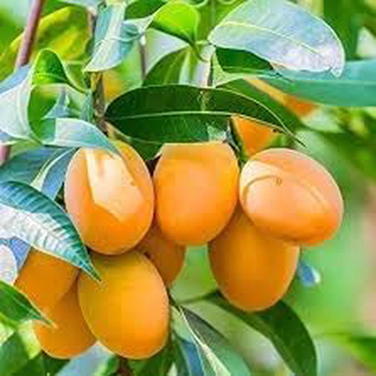 Mango Fruit Seeds for Planting Sweet Mangoes, Heirloom, High Germination, Non-GMO Organic Garden Seeds