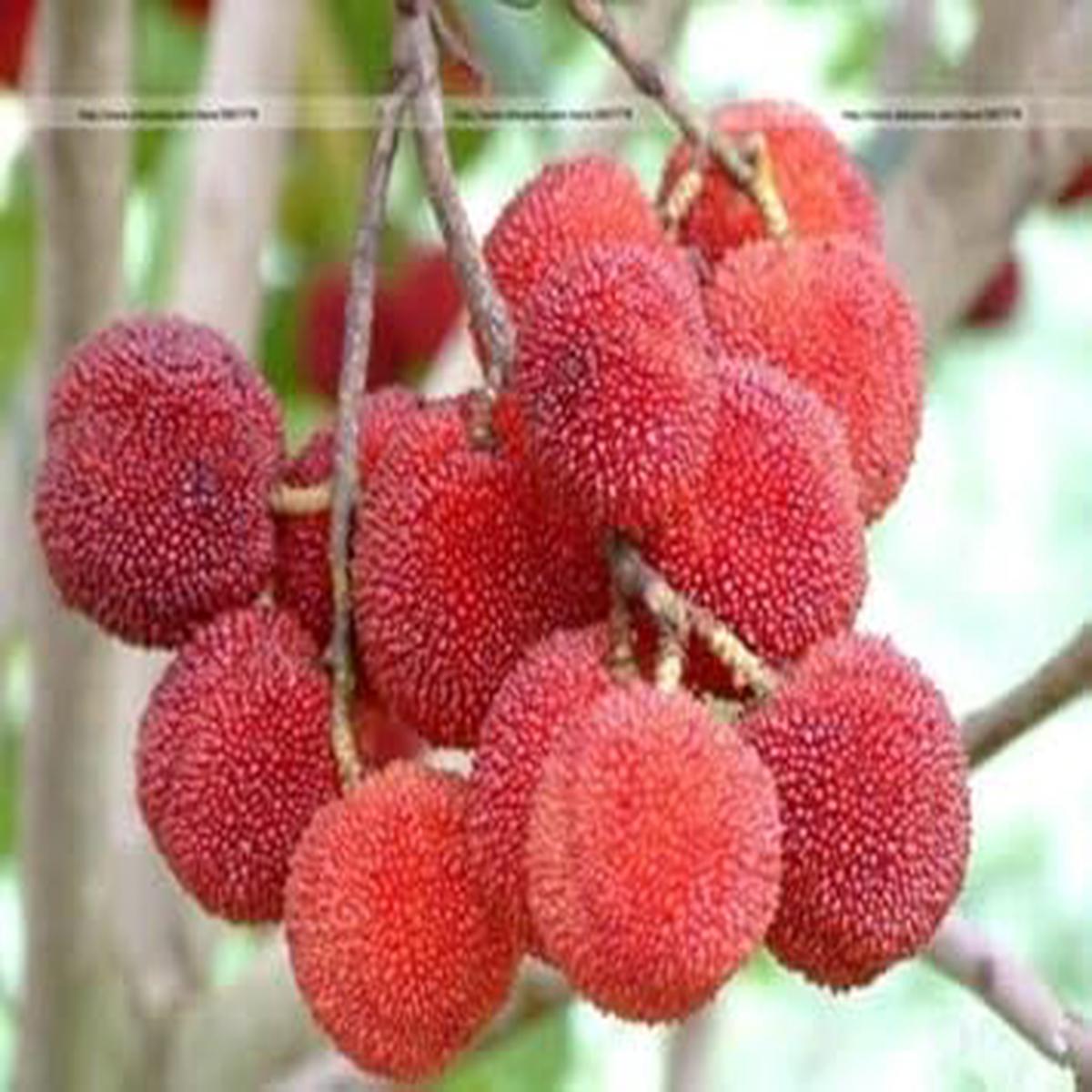 Red Myrica Rubra Fruit Seeds for Planting Heirloom, Non-GMO, High Germination Organic Garden Seeds for Home Gardening