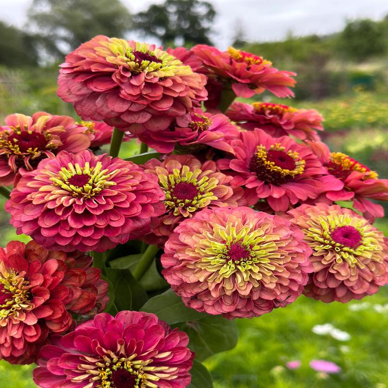 25 Queen Lime Red Zinnia Flower Seeds