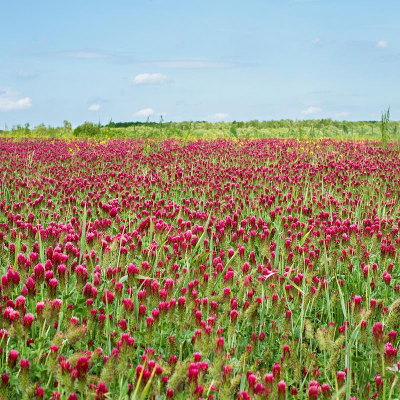 Bulk: Crimson Clover Seeds