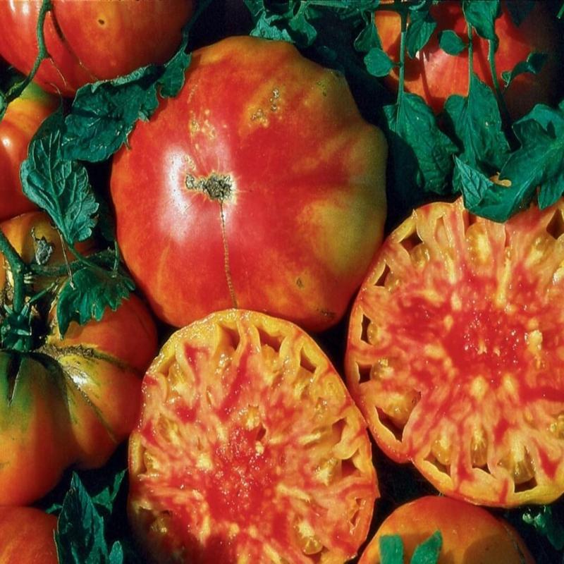 Bulk: Hillbilly Tomato Seeds