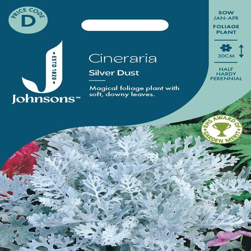 Johnsons - Cineraria Silver Dust - 200 Seeds
