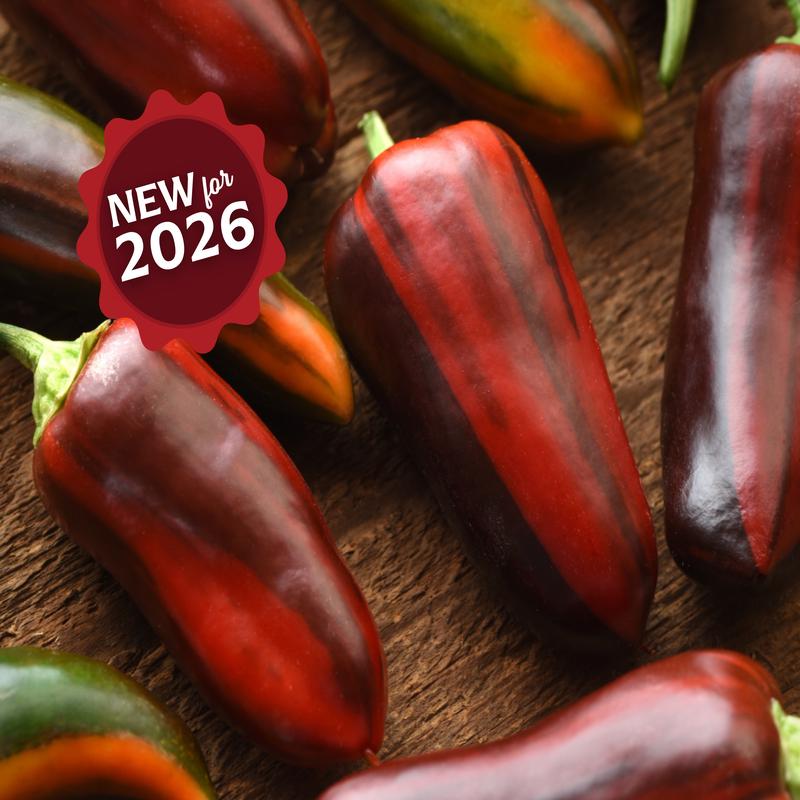 Mocha Swirl Hybrid Pepper Seeds