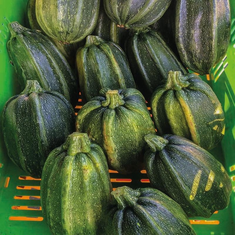 Pumpkin Kumi Kumi F1 Hybrid