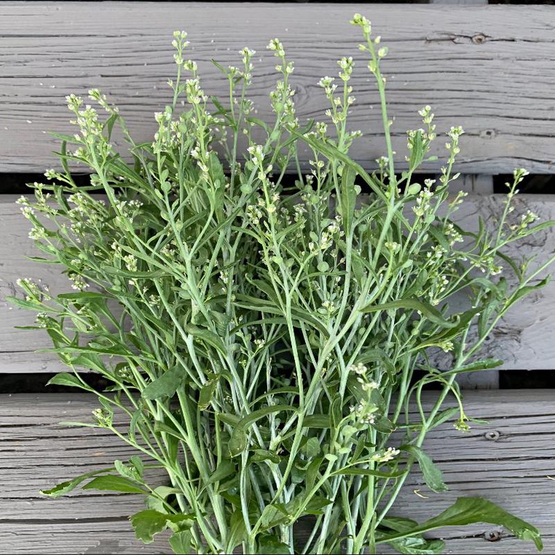 100 Tall Persian Cress Flower Seeds