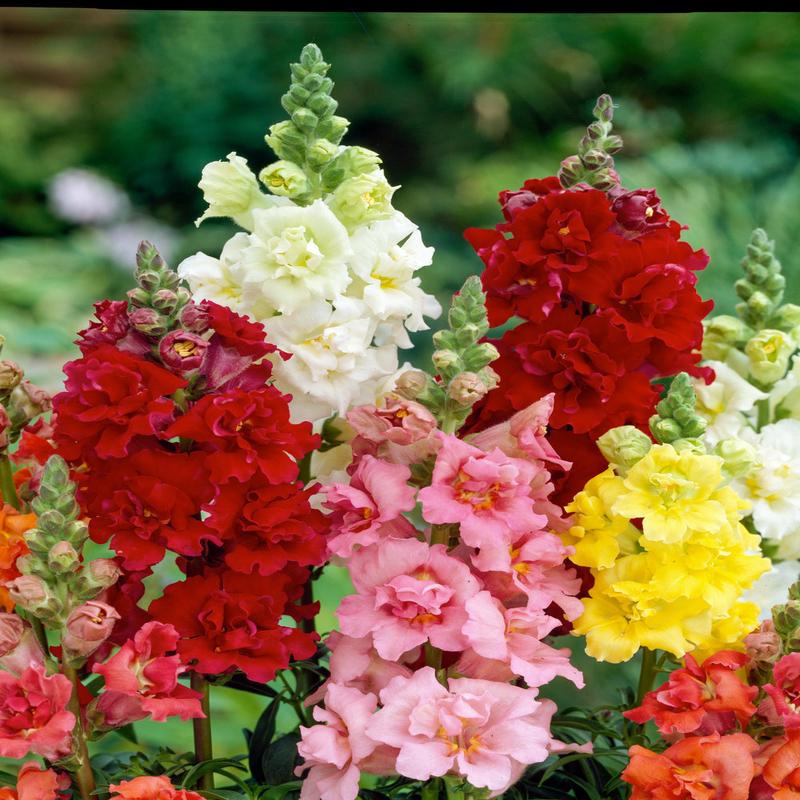 Antirrhinum Madame Butterfly F1 Hybrid