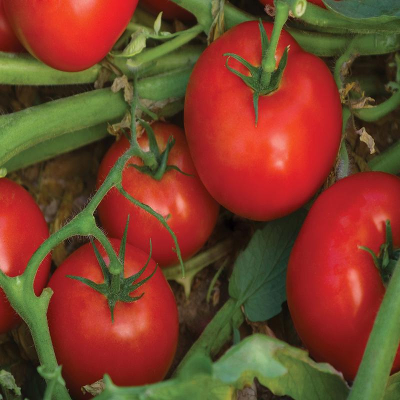 Bella Rosa Hybrid Slicing VFFAStTswv Tomato Seeds