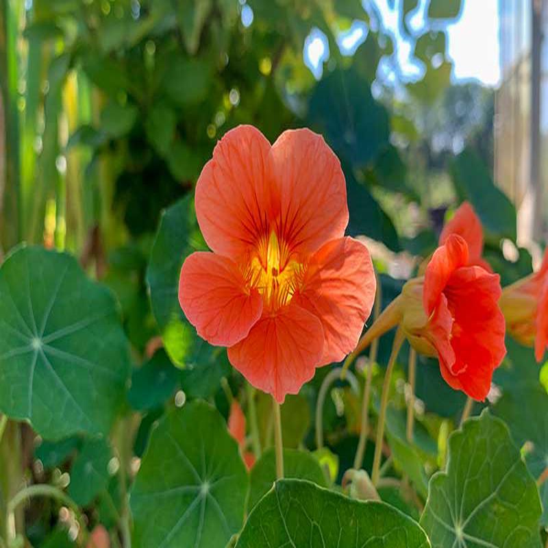Tropaeolum Salmon (Nasturtium) - 35 seeds