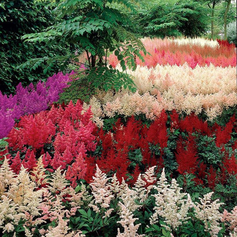 50 Bunter Astilbe Flower Seeds