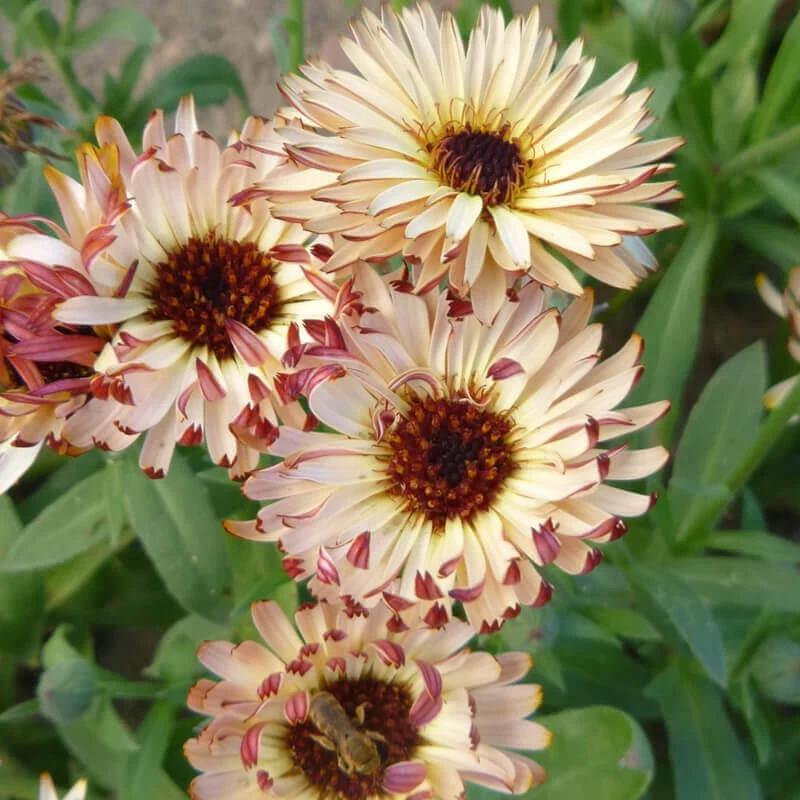50 Touch of Red Buff Calendula Flower Seeds