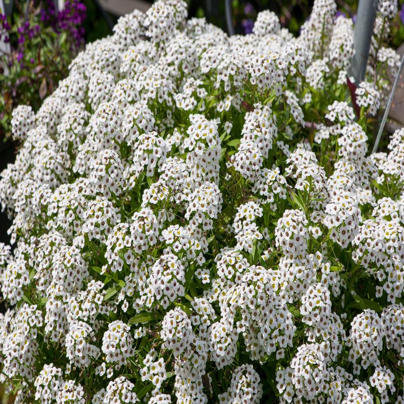 Alyssum Giga White