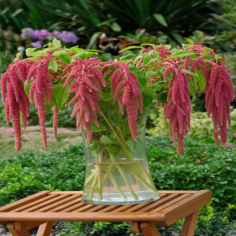 Amaranthus Coral Fountain