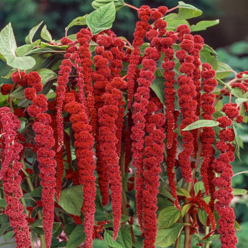 Amaranthus Love Lies Bleeding