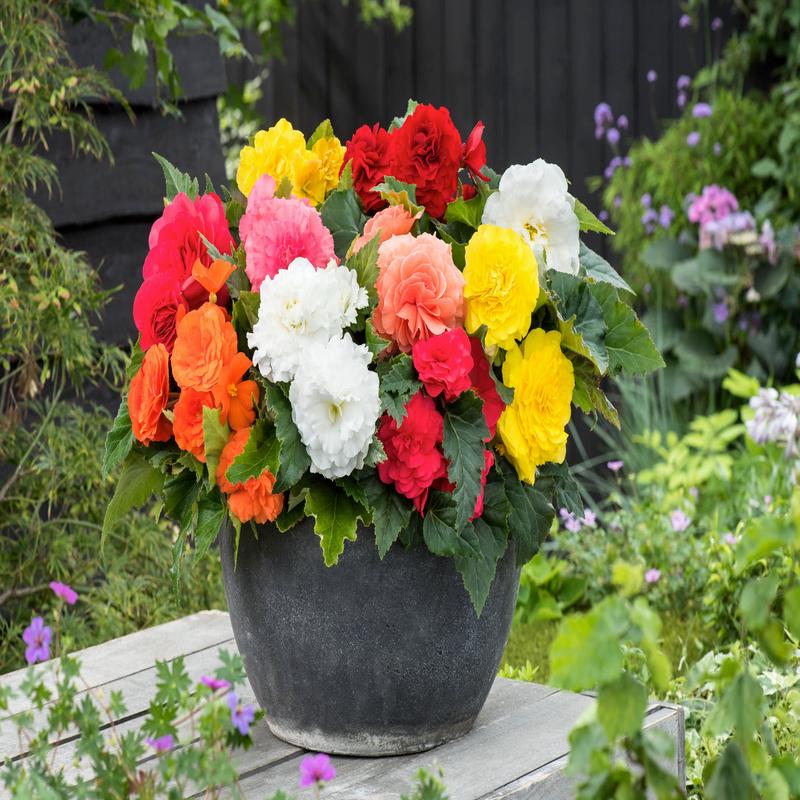 Begonia Tuberous Non Stop Mix F1 Hybrid