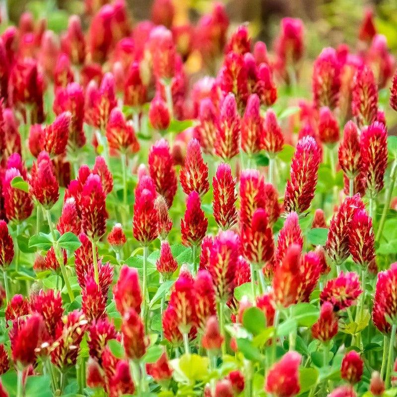 Bulk Pack Crimson Clover Cover Crop Seeds