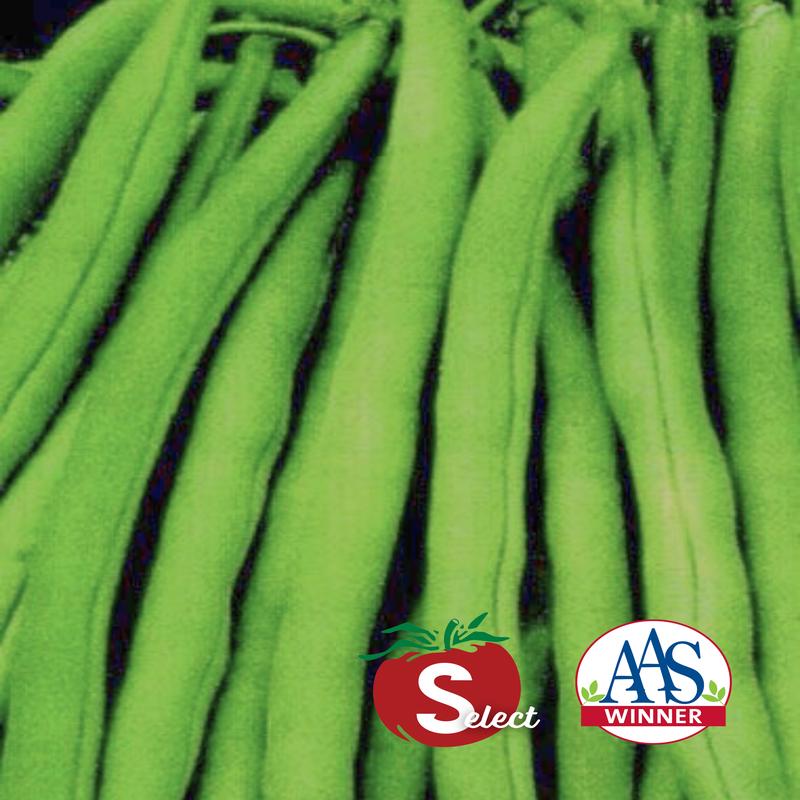 Stringless Blue Lake S-7 Pole Bean Seeds