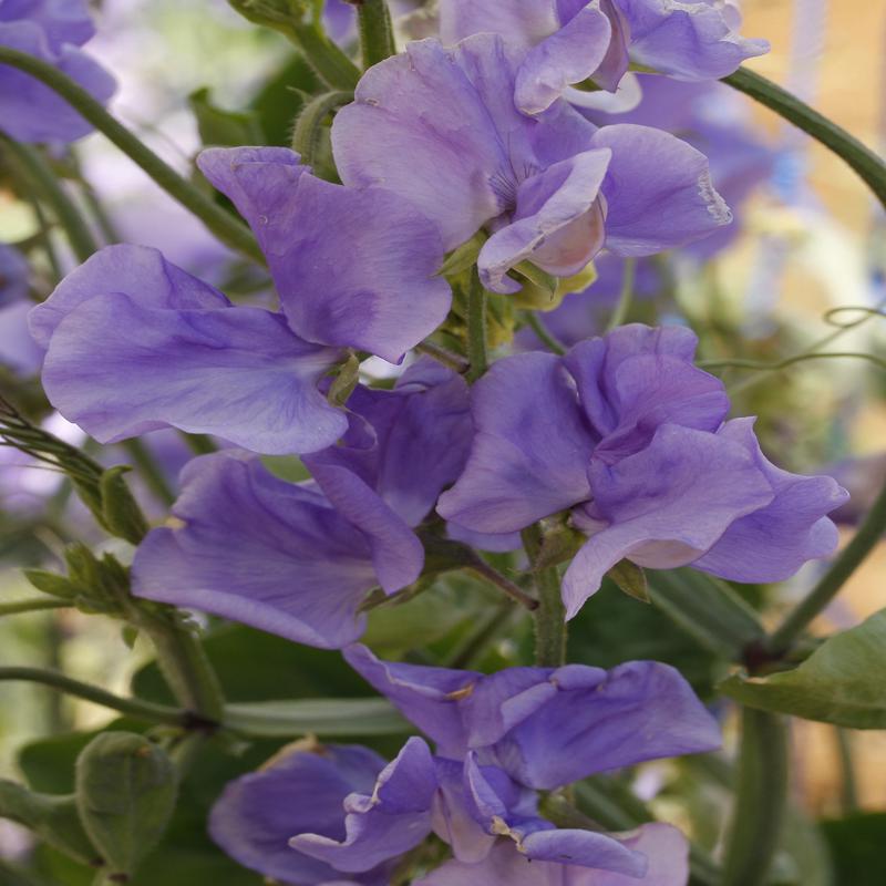 Sweet Pea Solstice Mid Blue