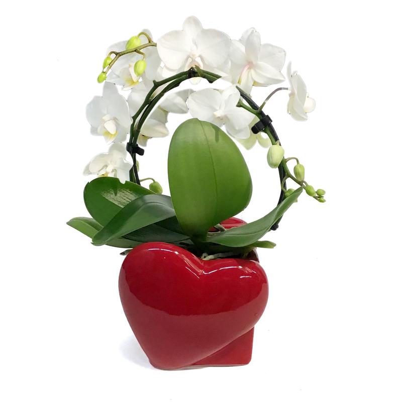 Valentines Planter Candy Infinity Orchid