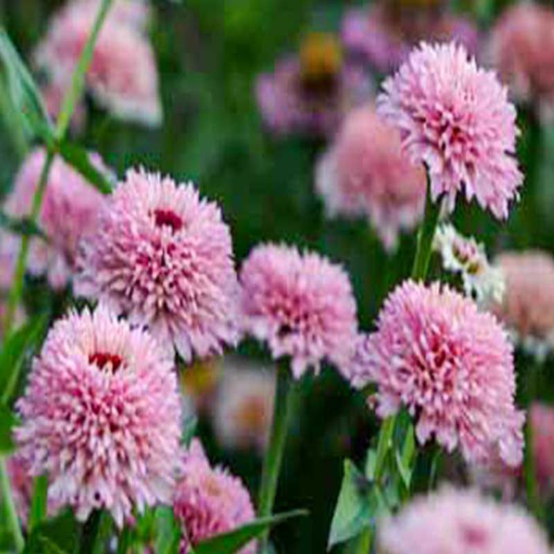Zinnia Zinderella Lilac - 50 seeds