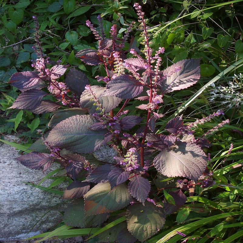 100 Wild Purple Coleus Seeds