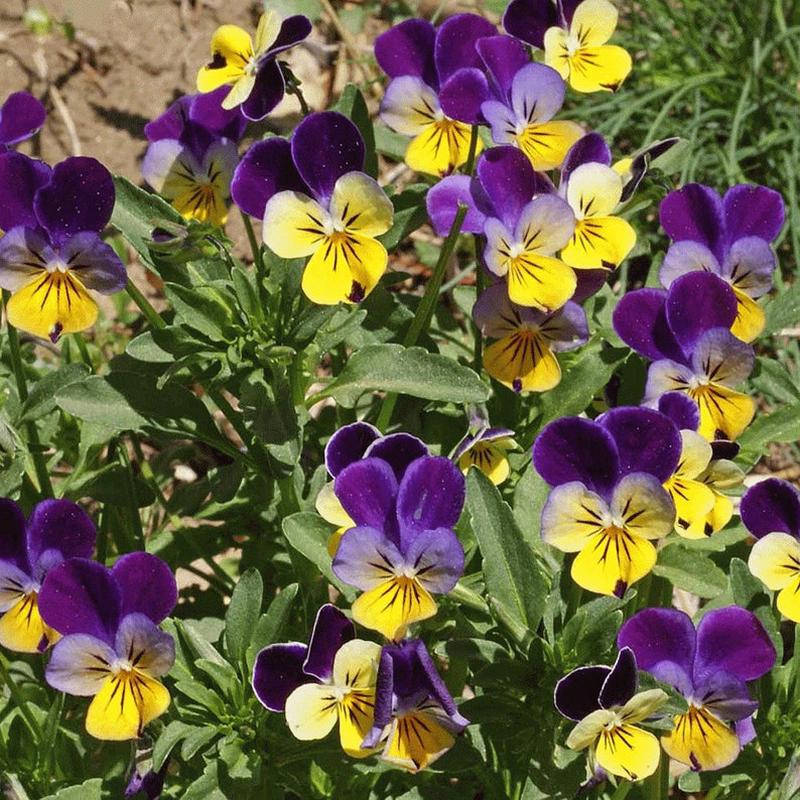 400 Johnny Jump Up Viola Flower Seeds