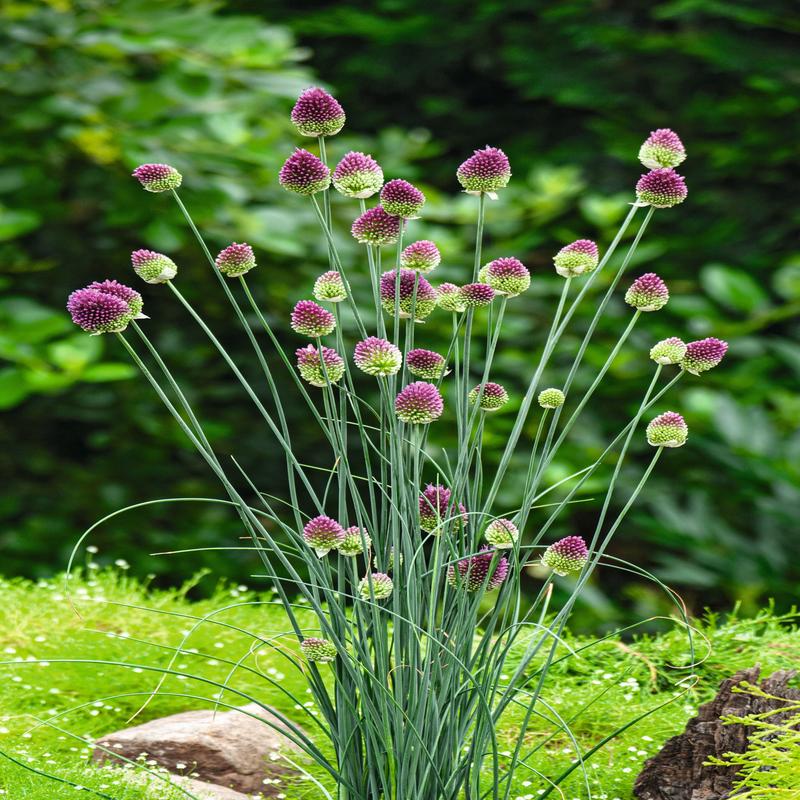 Allium Drumstick