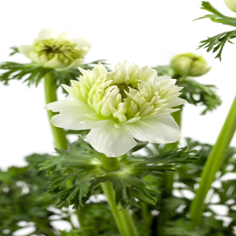 Anemone Harmony Double White F1 Hybrid
