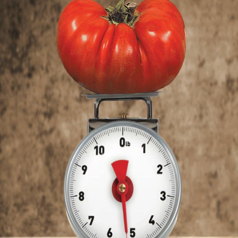Big Zac Hybrid Giant Beefsteak Tomato Seeds