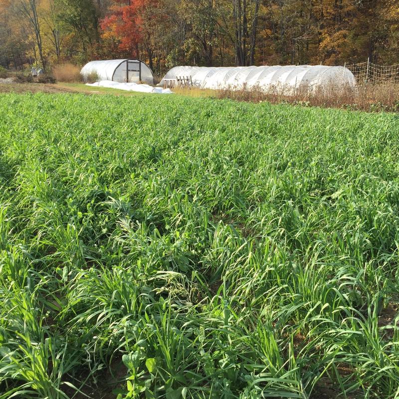 Oats and Field Peas Cover Crop Seed