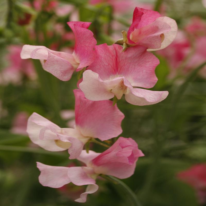 Sweet Pea Nuance