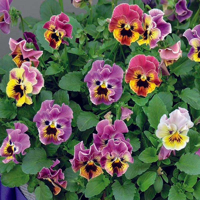 Viola Frizzle Sizzle Mini Mixed