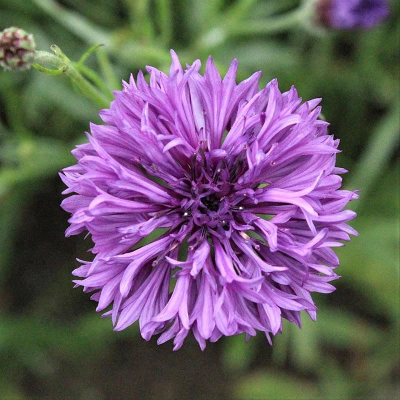 100 Purple Bachelor Button Seeds