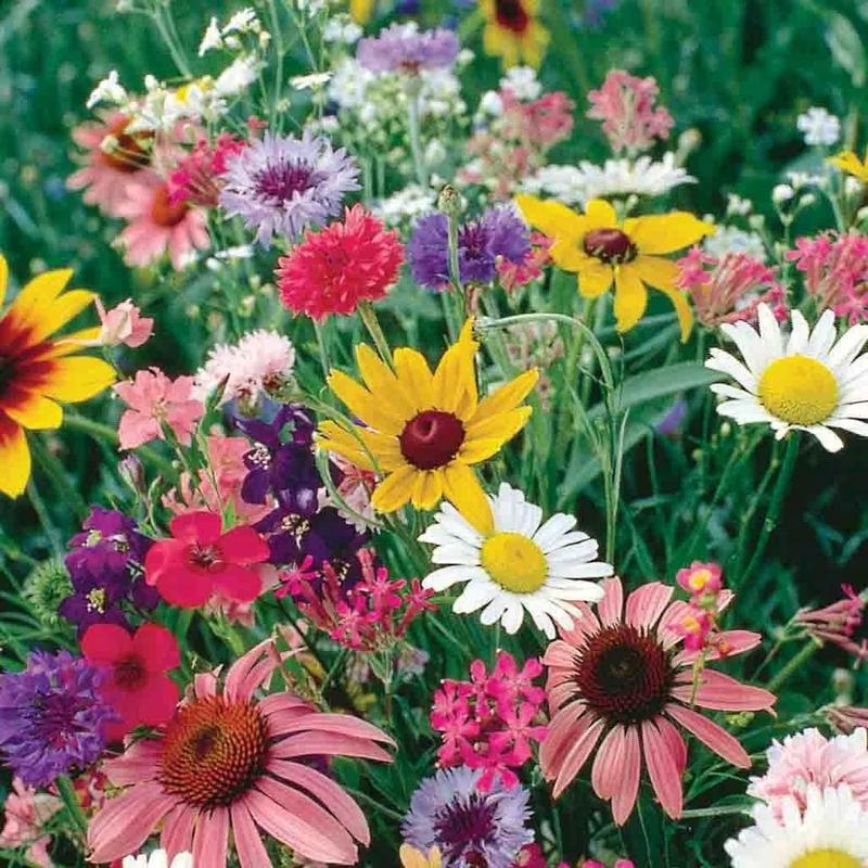 2000+ Cut Flower Seed Mix