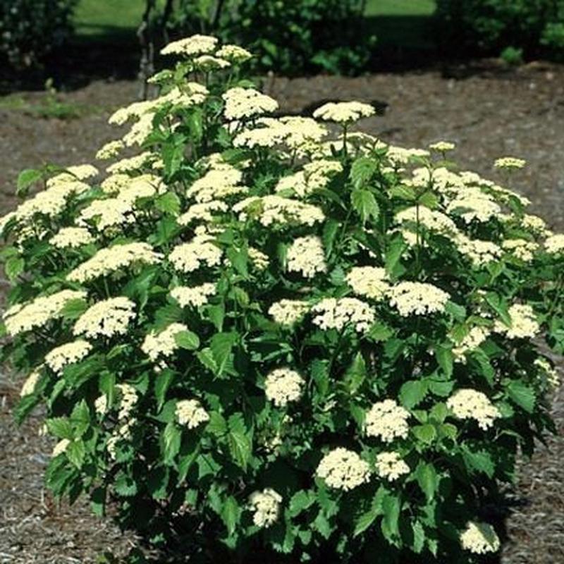 25 Arrowwood Viburnum Seeds