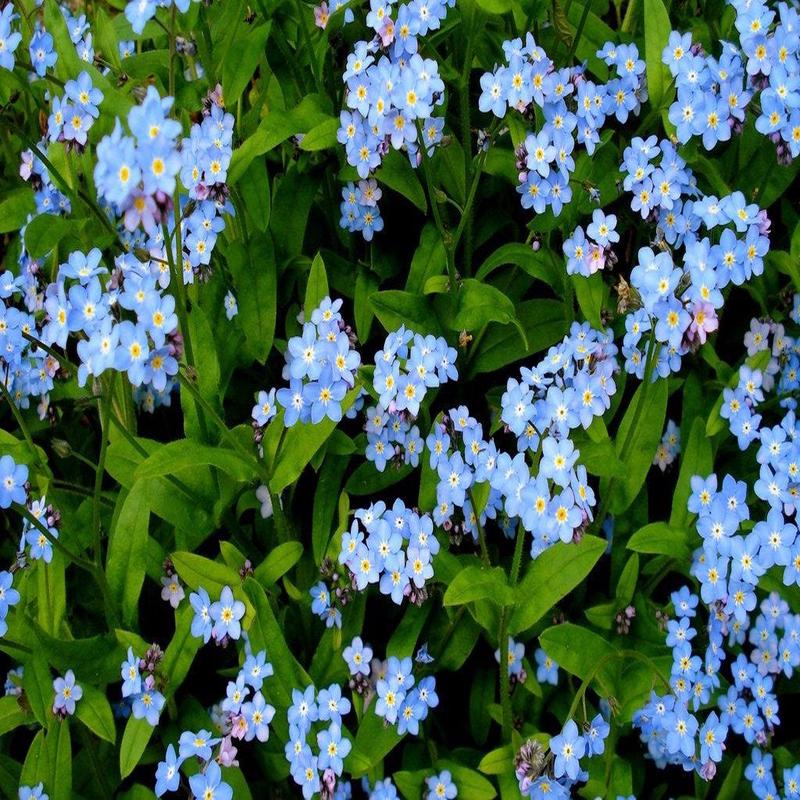 500+ Blue Forget Me Not Flower Seeds