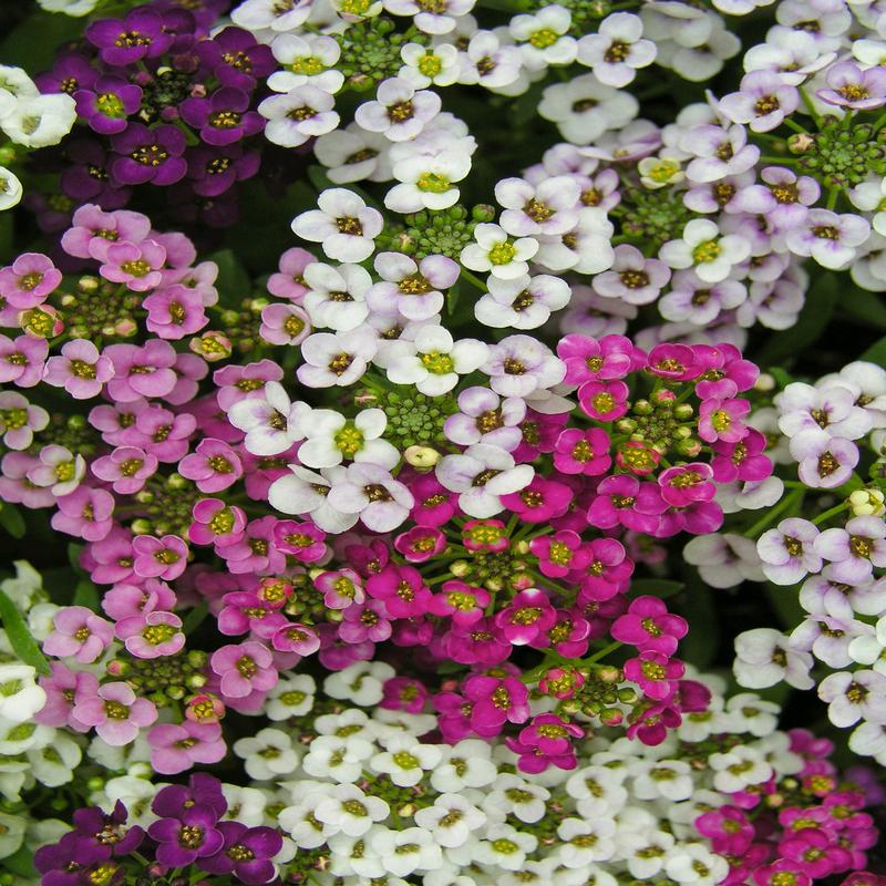 Alyssum Easter Basket Mix