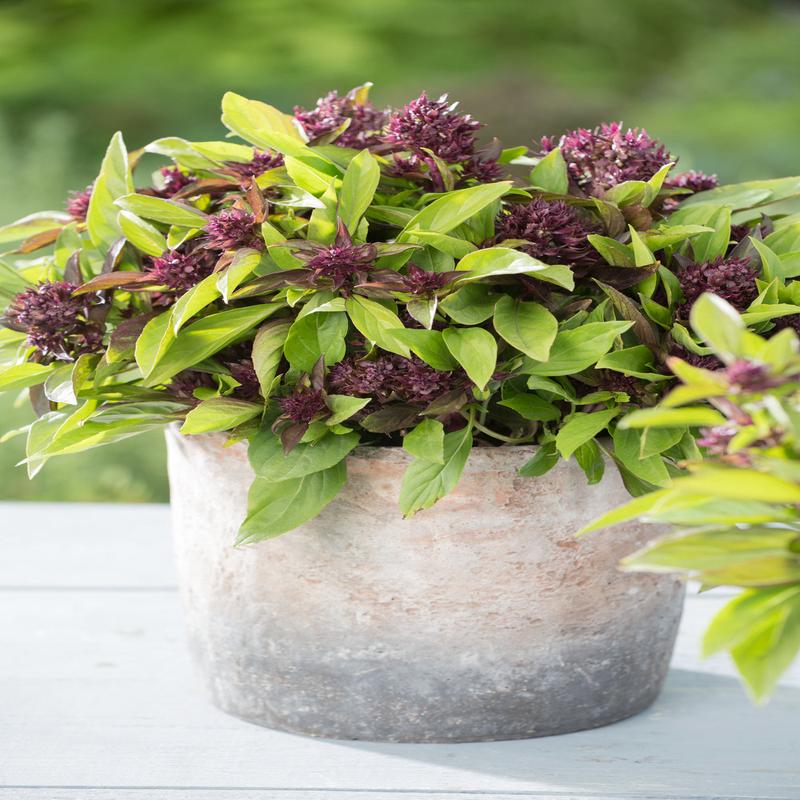 Basil Thai Siam Queen