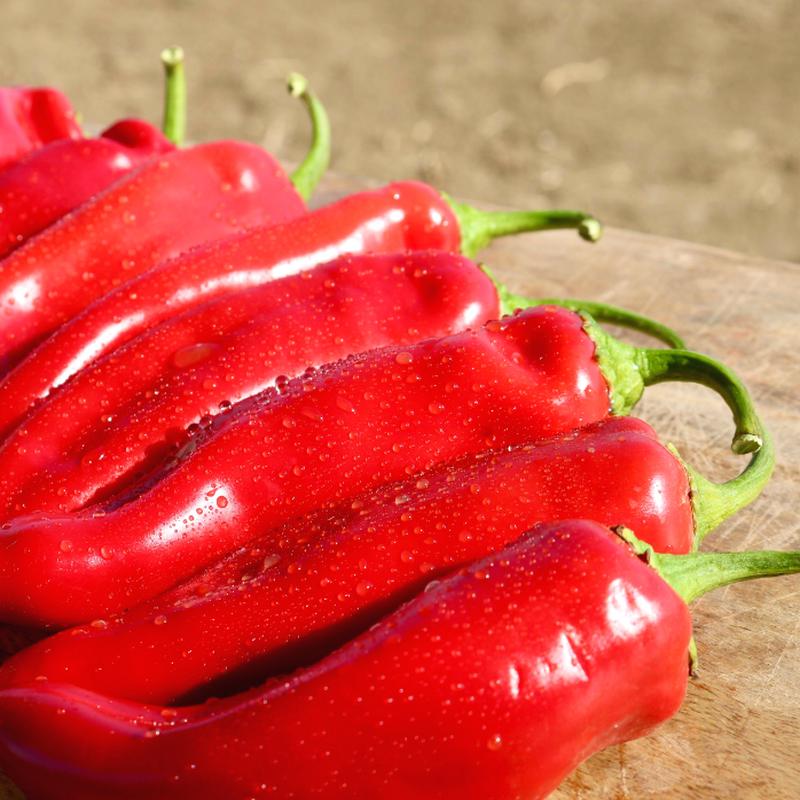 Biggie Chile Hybrid Hot Pepper Seeds