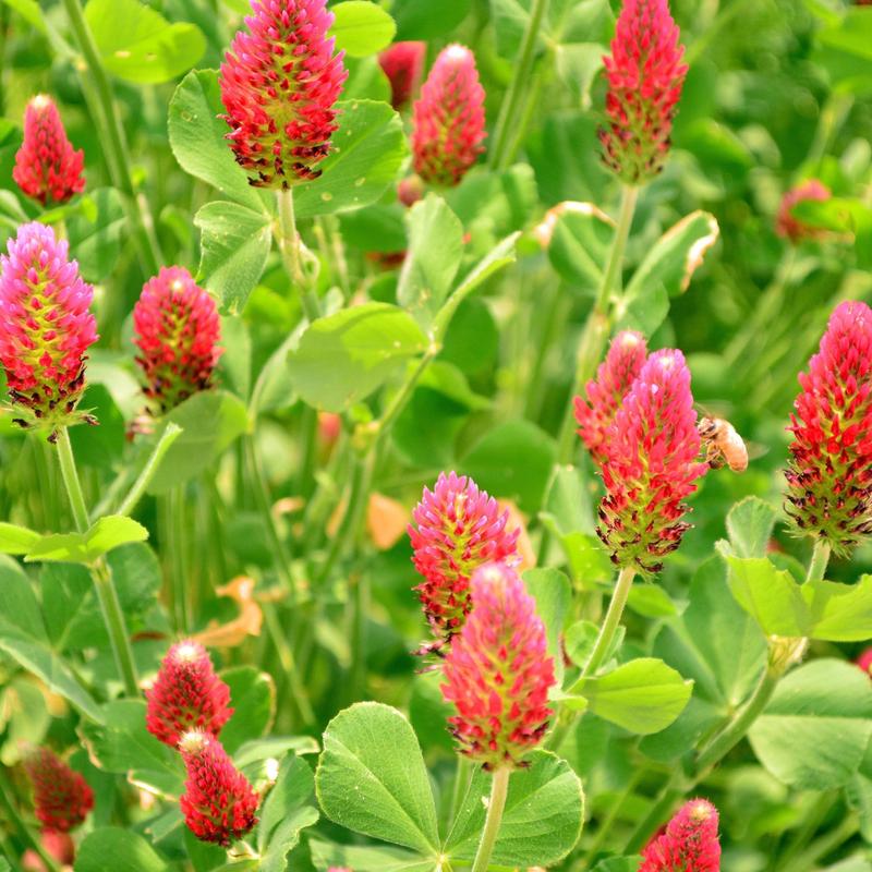 Crimson Clover Cover Crop