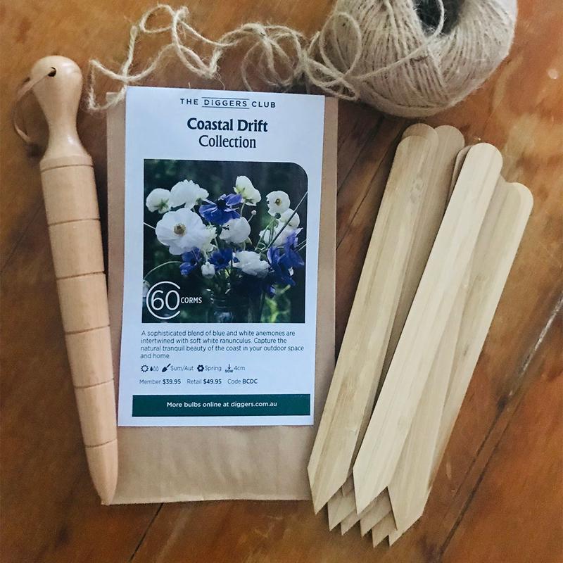 Cut Flower Bundle - Coastal Drift  (60 Corms)