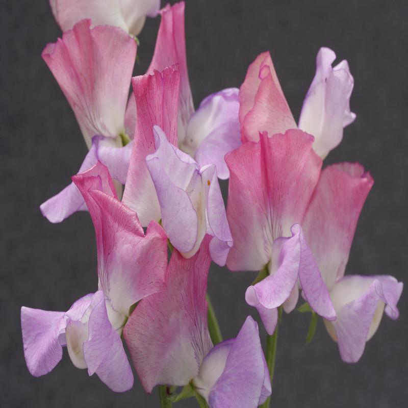 Sweet Pea Enchante