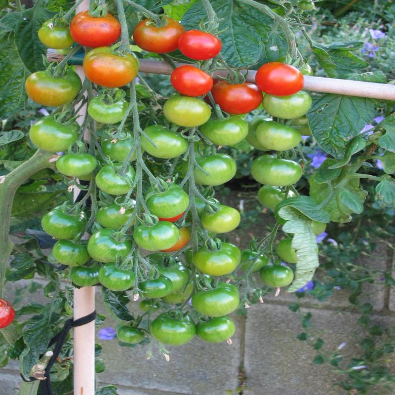 Tomato Cocktail Sweet Million F1 Hybrid