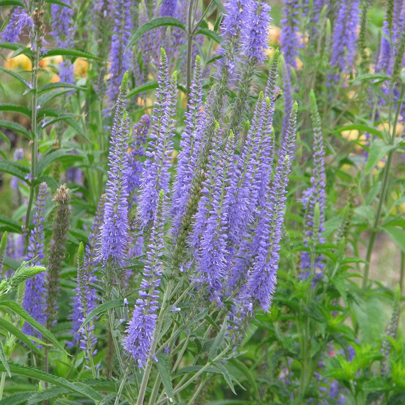 Veronica Pastel Blue