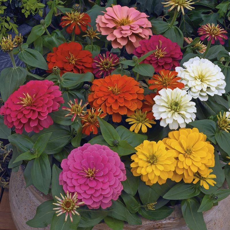 Zinnia Fairyland Mix F1 Hybrid
