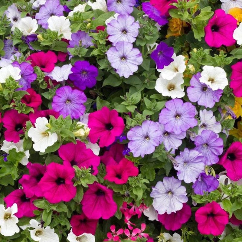 1000+ Dwarf Petunia Flower Seeds