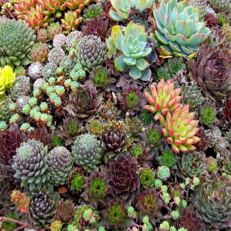 50 "Hippie Chicks" Succulent Sempervivum Flower Seeds