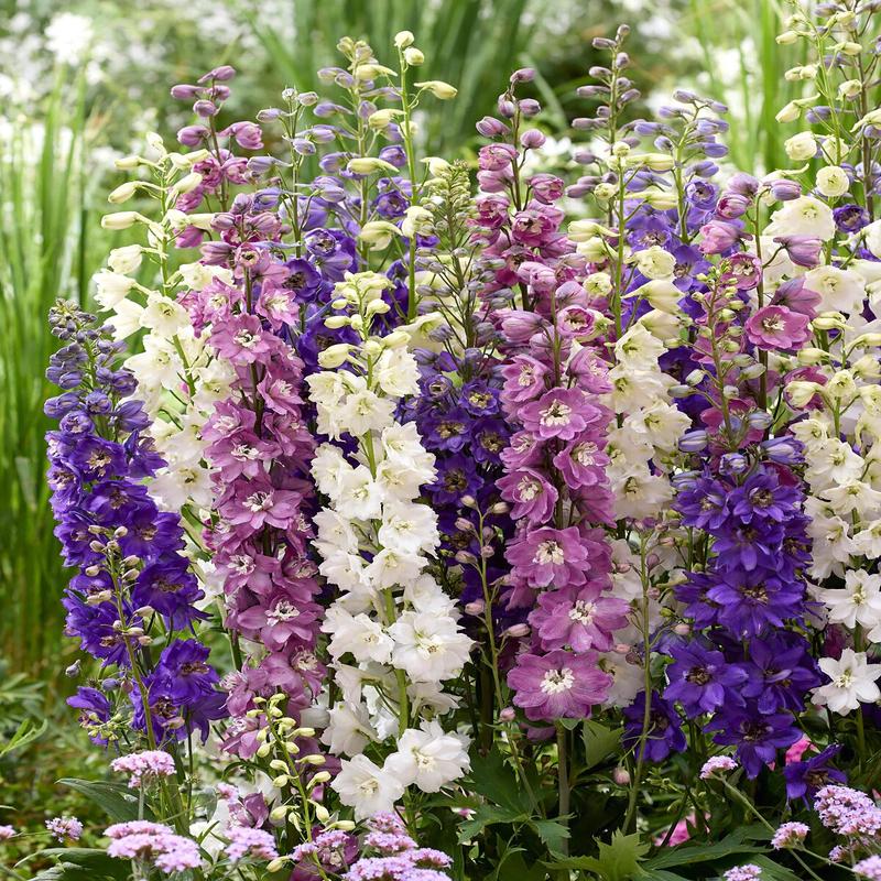 50 Magic Fountains Mix Delphinium Flower Seeds