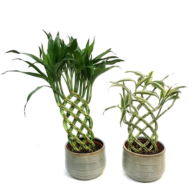 6in Trellis  Bamboo in Glazed  Ceramic Pot