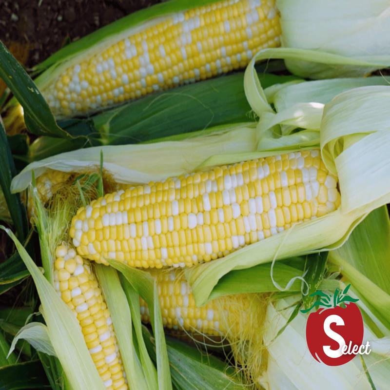 Ambrosia Bicolor se+ Hybrid Sweet Corn Seeds