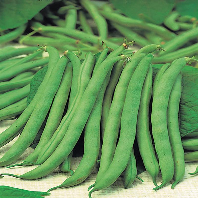Beans Dwarf French Top Crop